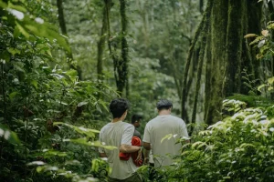 Munduk Rainforest Trekking and Canoeing Experience