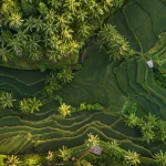 Gallery Thumbnail 0